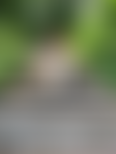 Geblurrte Content-Vorschau