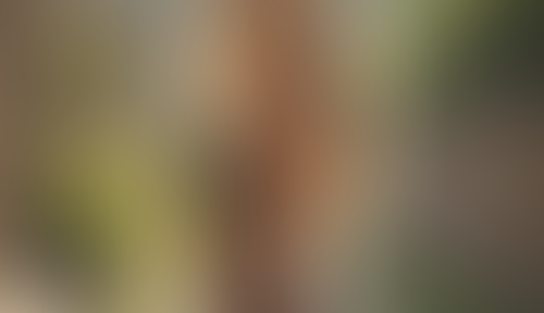 Geblurrte Content-Vorschau
