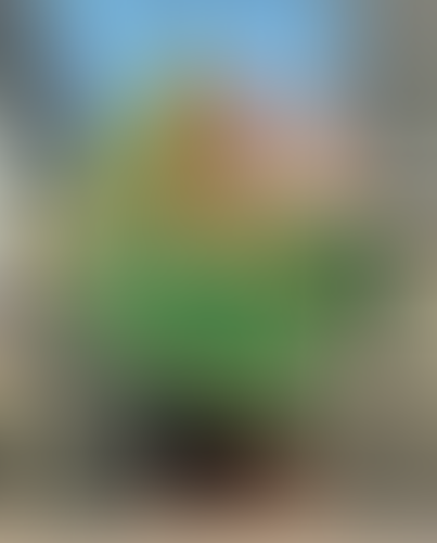 Geblurrte Content-Vorschau